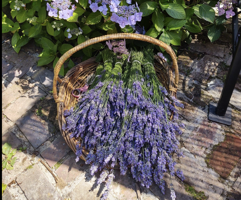 The Painted Lady Lavender Farm